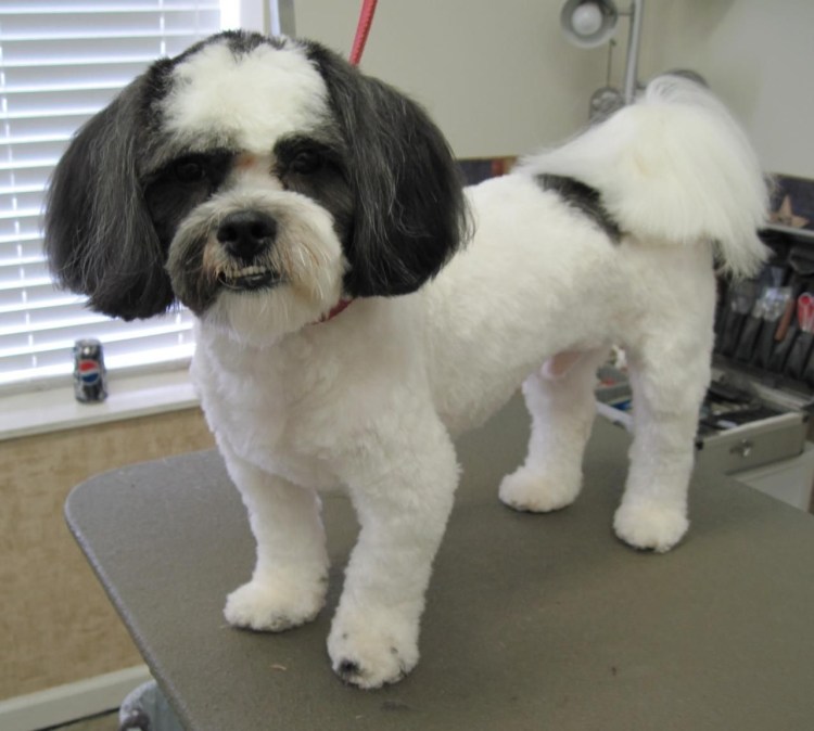 Ши тцу налысо стрижка