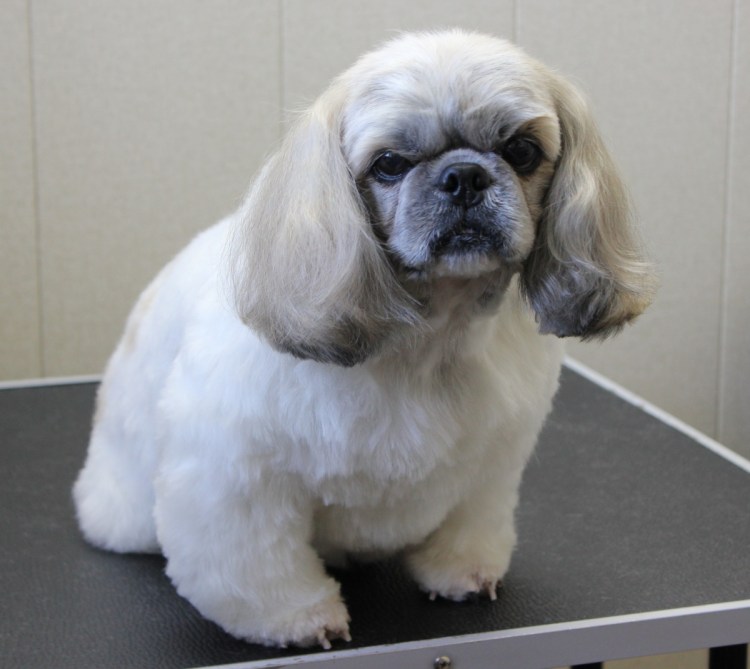 Грумминг ши тцу