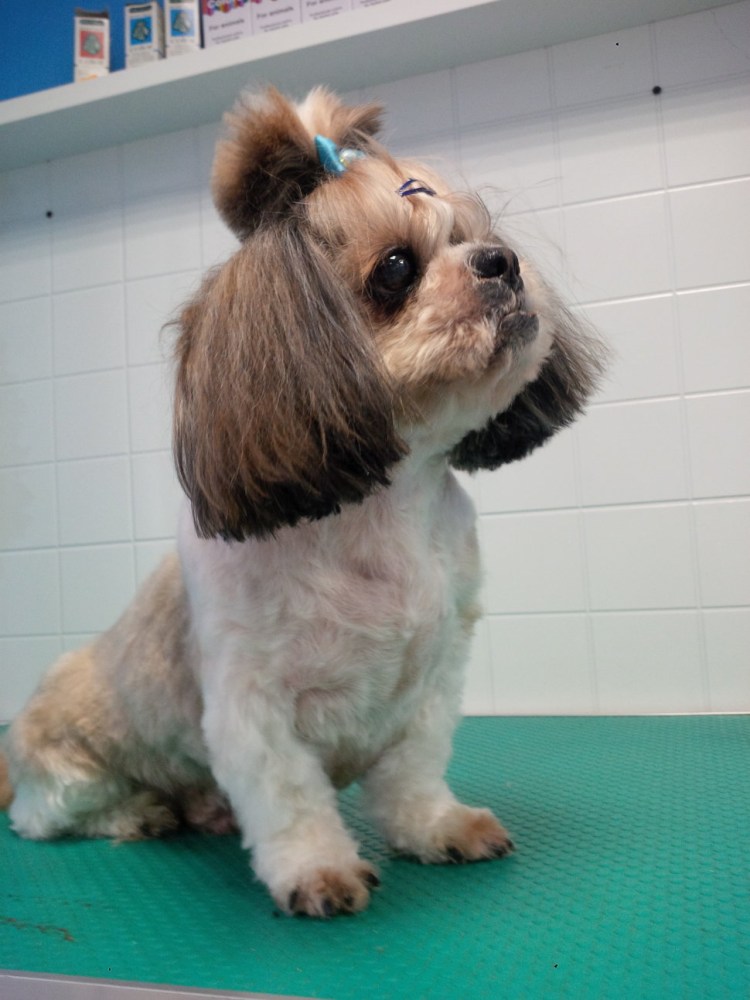 Болонка ши тцу