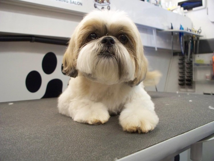 Зоосалон Чеширский кот Нижний Новгород