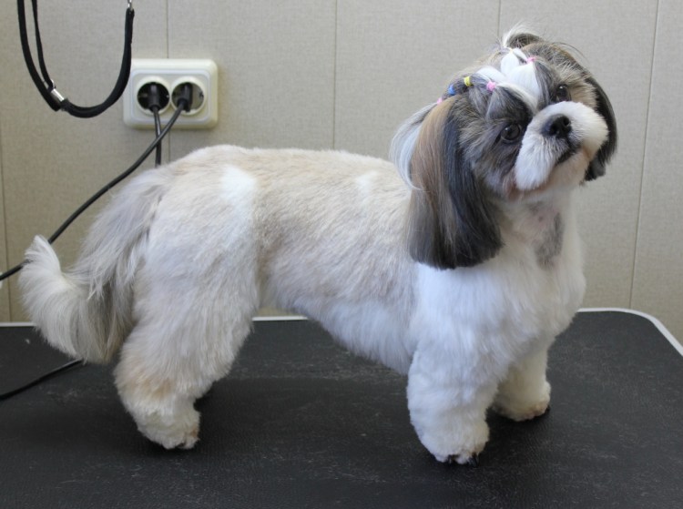 Порода собак ши-тцу