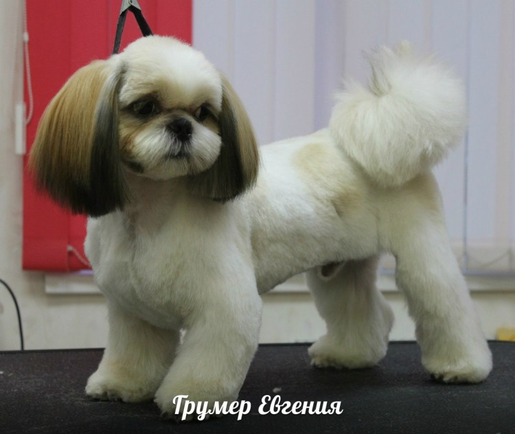 Китайская порода собак ши-тцу