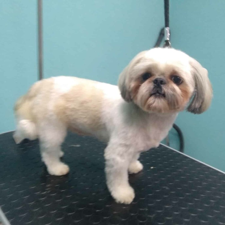 Стрижки ши тцу для мальчиков короткие