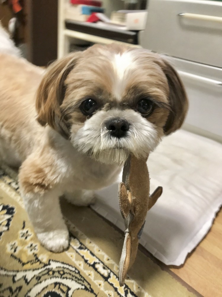 Ши-тцу собака стрижка