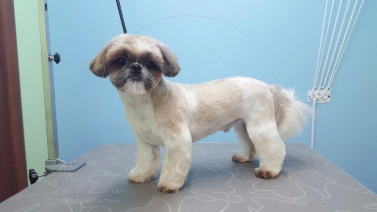 Стрижки для собак породы ши тцу