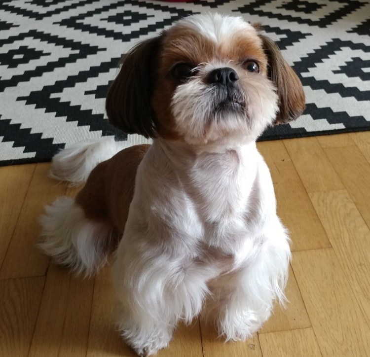 Ши тцу лысая