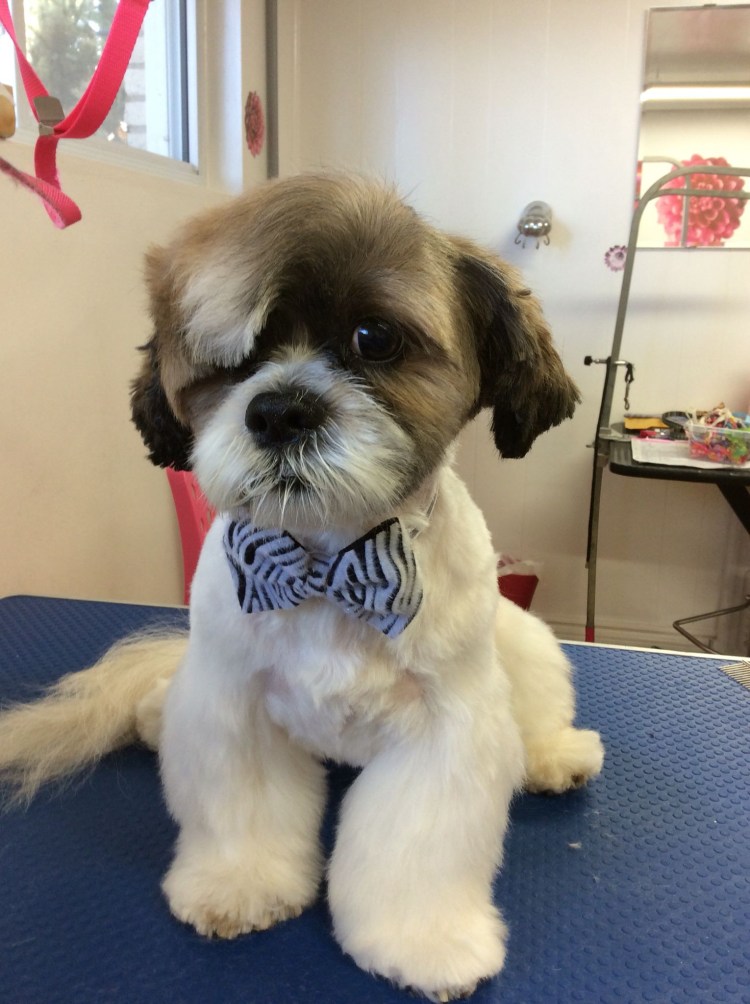 Ши тцу коротко стриженный