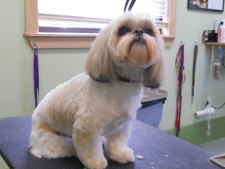 Гигиеническая стрижка ши тцу