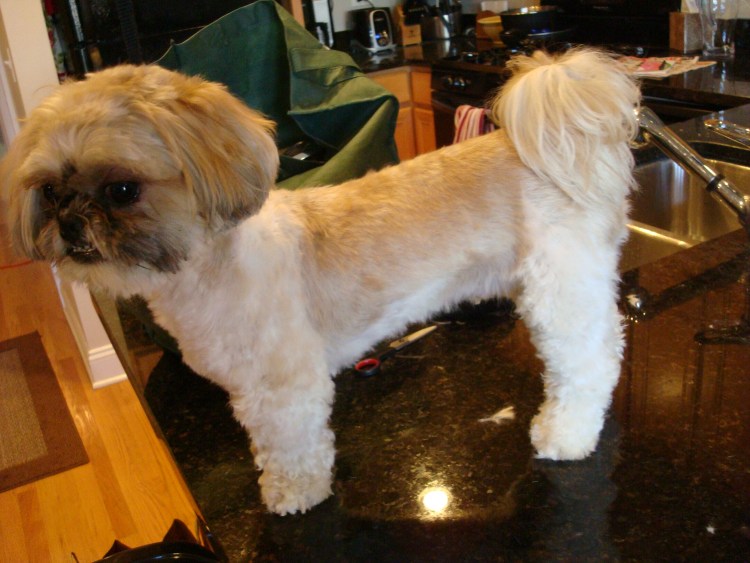 Ши тцу породная стрижка