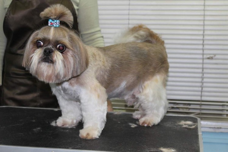 Стрижки ши тцу для мальчиков короткие