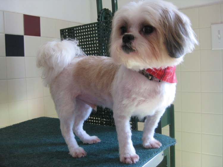 Стрижка Каскад для ши тцу фото