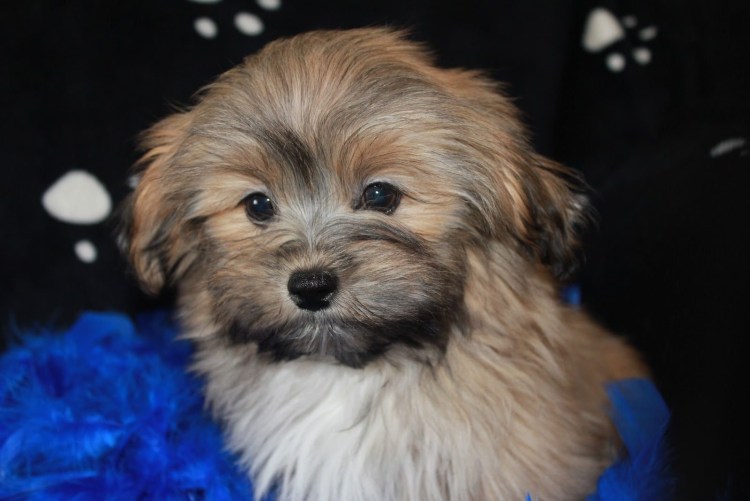 Собака мальтипу Браун