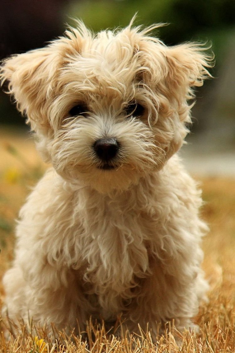 Мальтипу мини щенок