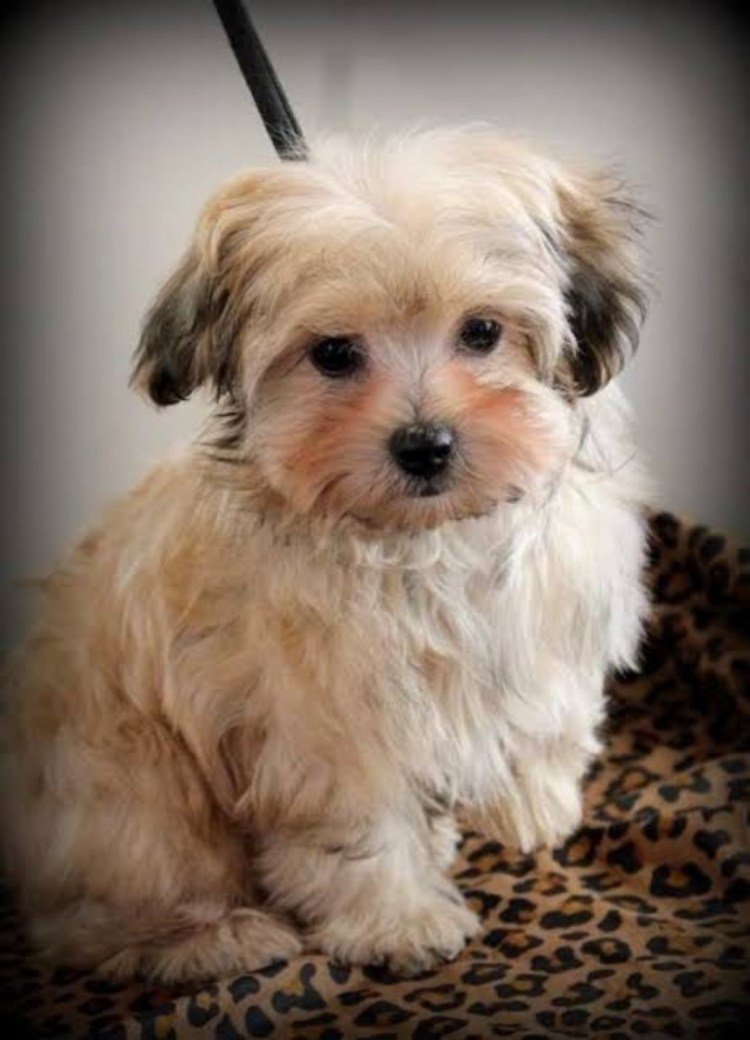 Мальтийская мальтипу