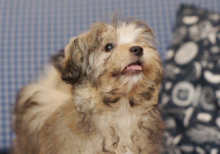 Мальтийская болонка рыжая