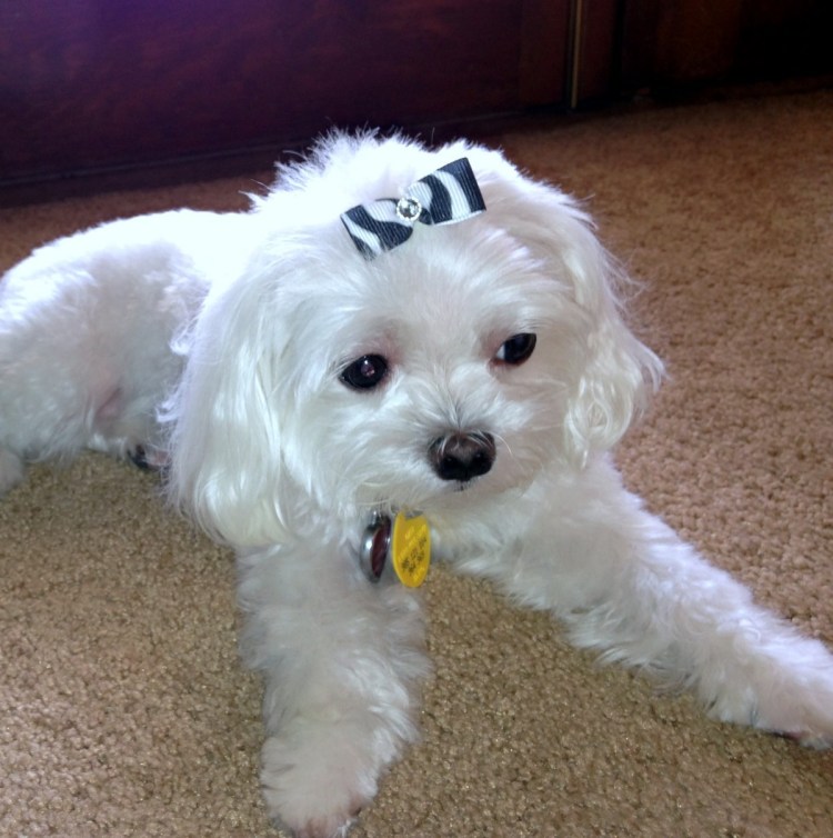 Болонка белый с рыжим