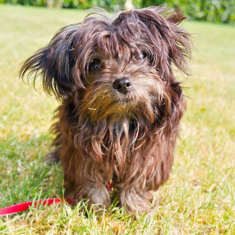 Болонка коричневая