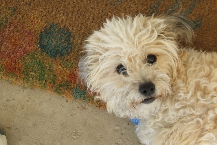 Помесь пуделя и Болонки