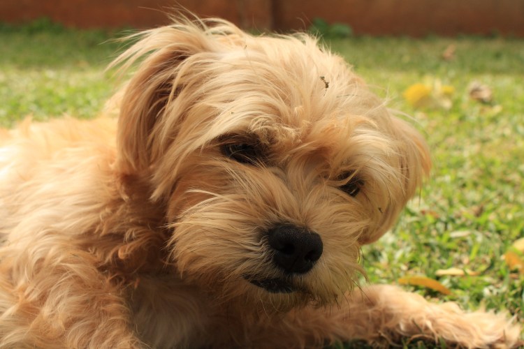 Болонка мальтезе рыжая