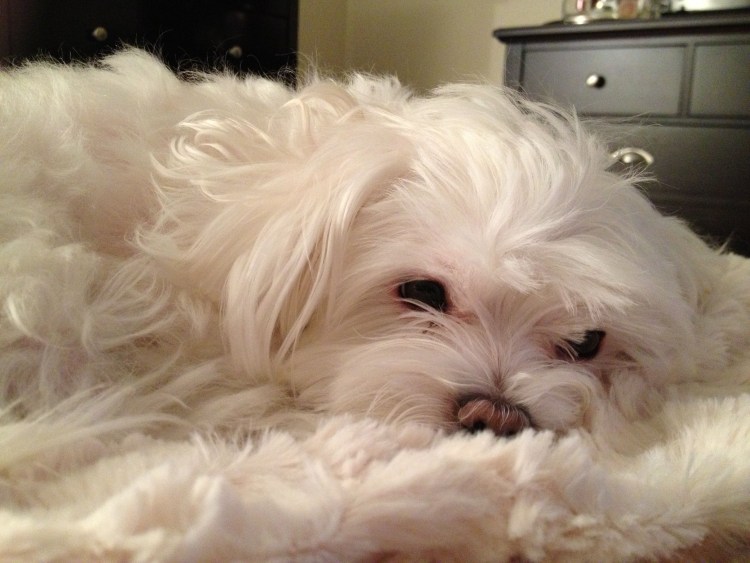 Болонка мальтезе рыжая