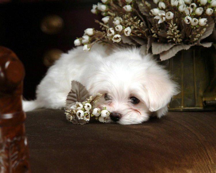 Пудель мальтипу