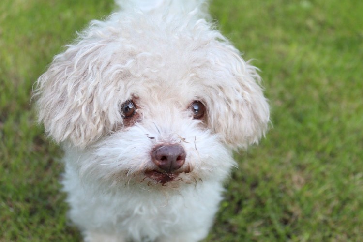 Маленькие породы собак мальтипу