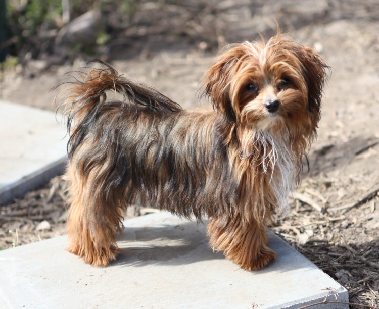 Рыжая цветная болонка