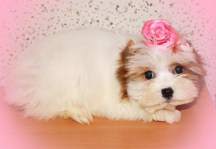 Мальтийская болонка рыжая