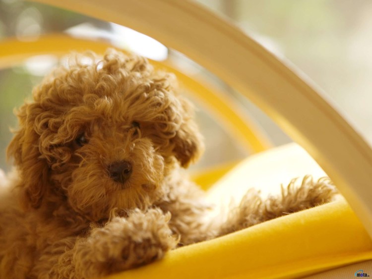 Бишон хаванез рыжий