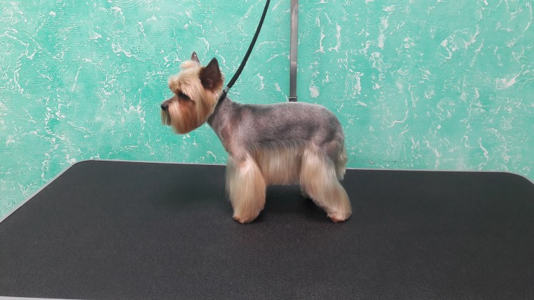 Каирский терьер