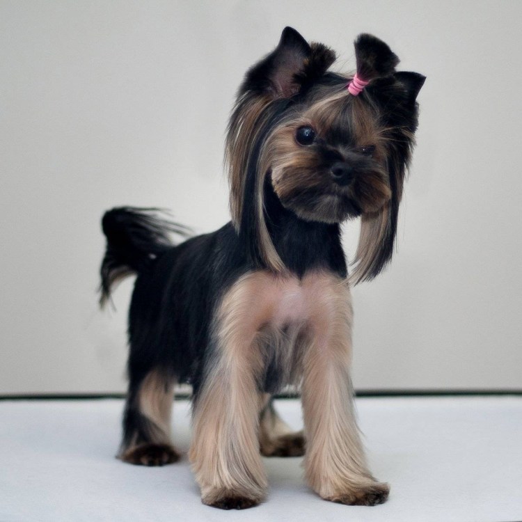 Грумминг йоркширского терьера