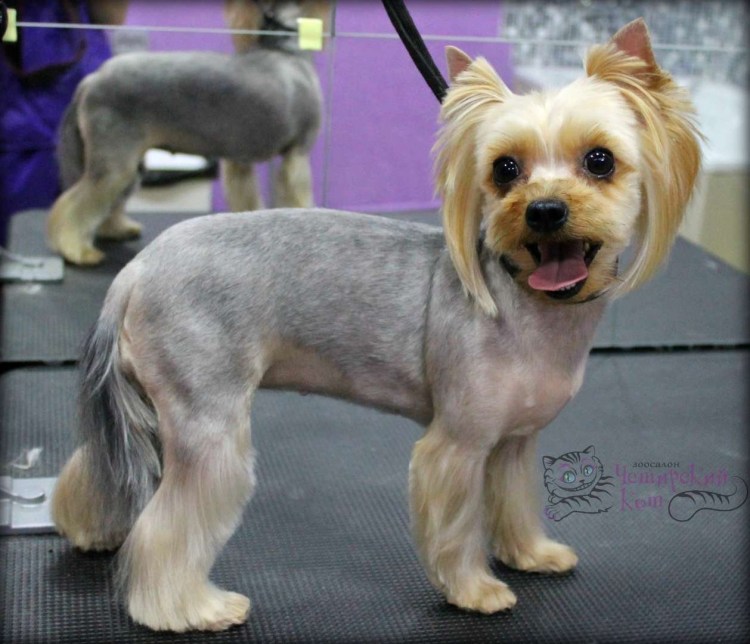 Йоркширский терьер стандарт стрижки