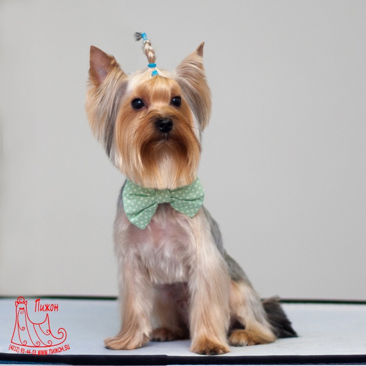 Грумминг йоркширского терьера