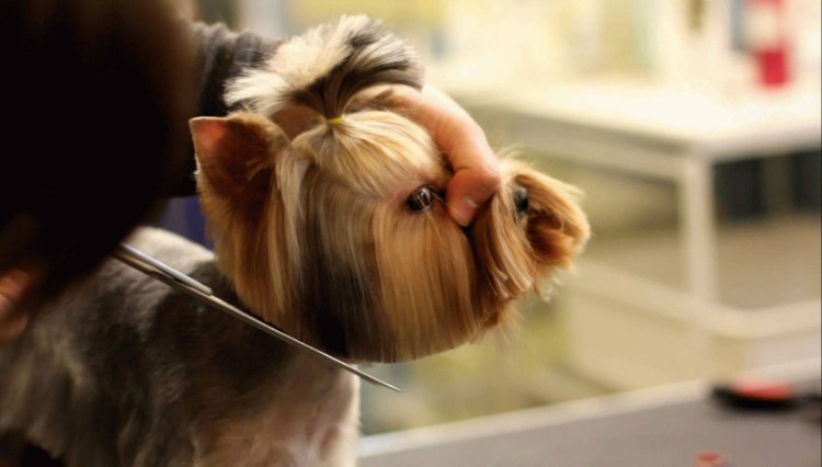 Азиатская стрижка Йорка