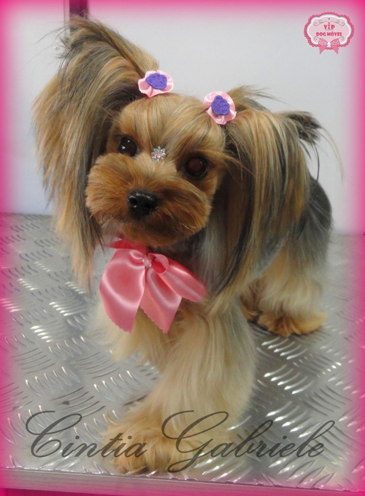 Корейская стрижка Йорка