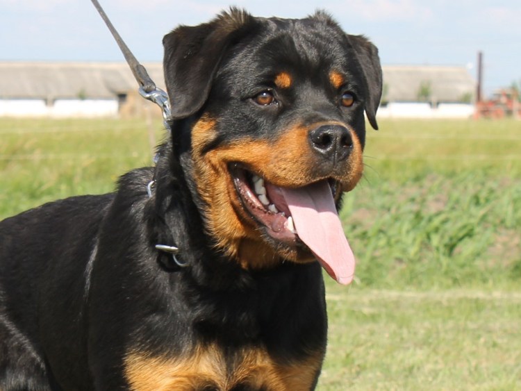 Ротвейлер белый