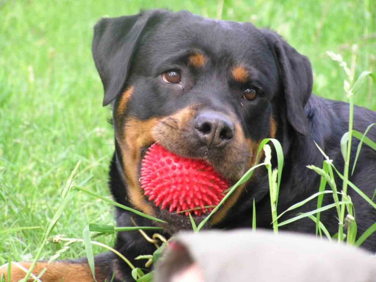 Ротвейлер терьер