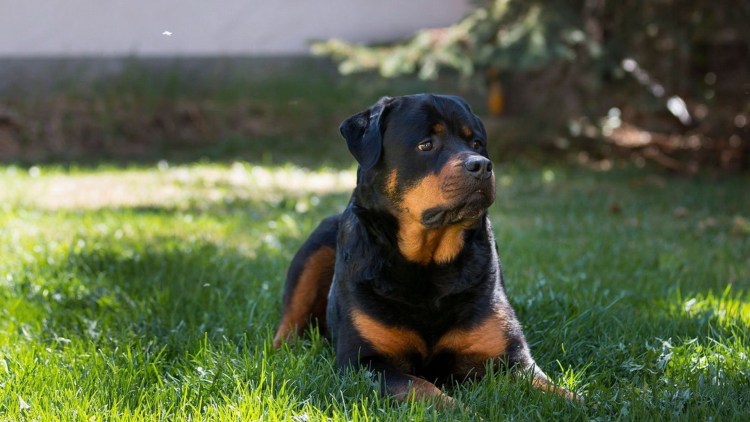 Ротвейлер собака мясника