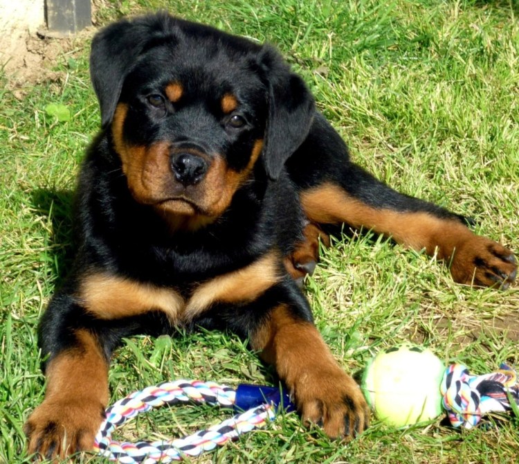 Ротвейлер альбинос