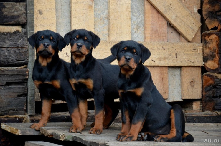 Ротвейлер служебная собака