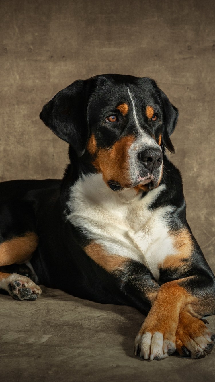 Ротвейлер альбинос