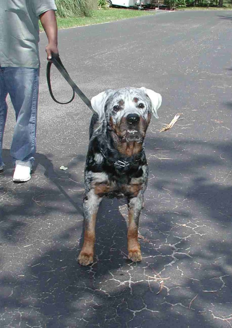 Ротвейлер и ретривер