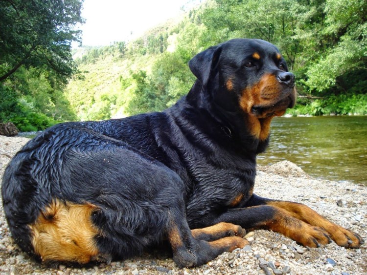 Коричнево подпалый ротвейлер