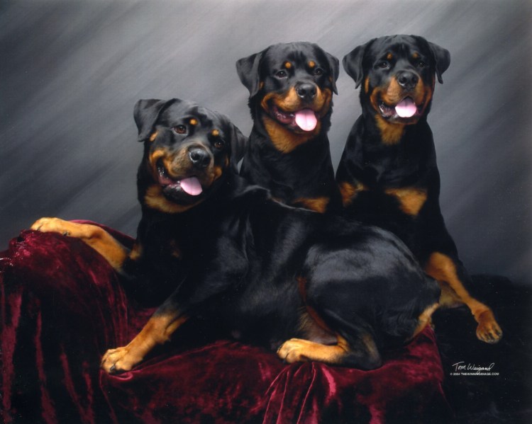 Американский ротвейлер