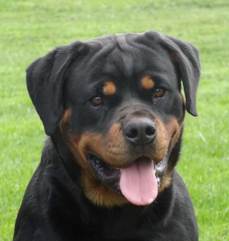 Ротвейлер альбинос