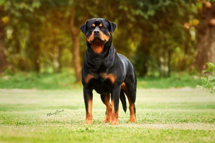 Ротвейлер шоколадный