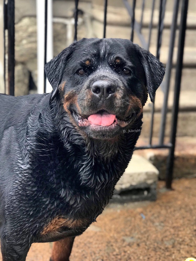 Собака ротвейлер