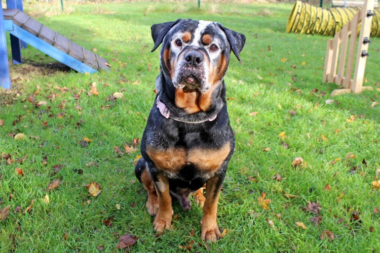 Ротвейлер Дюк