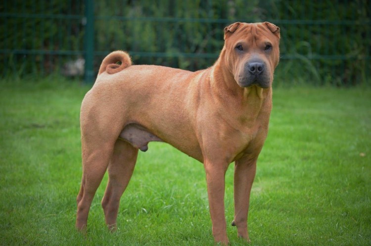 Американский шарпей