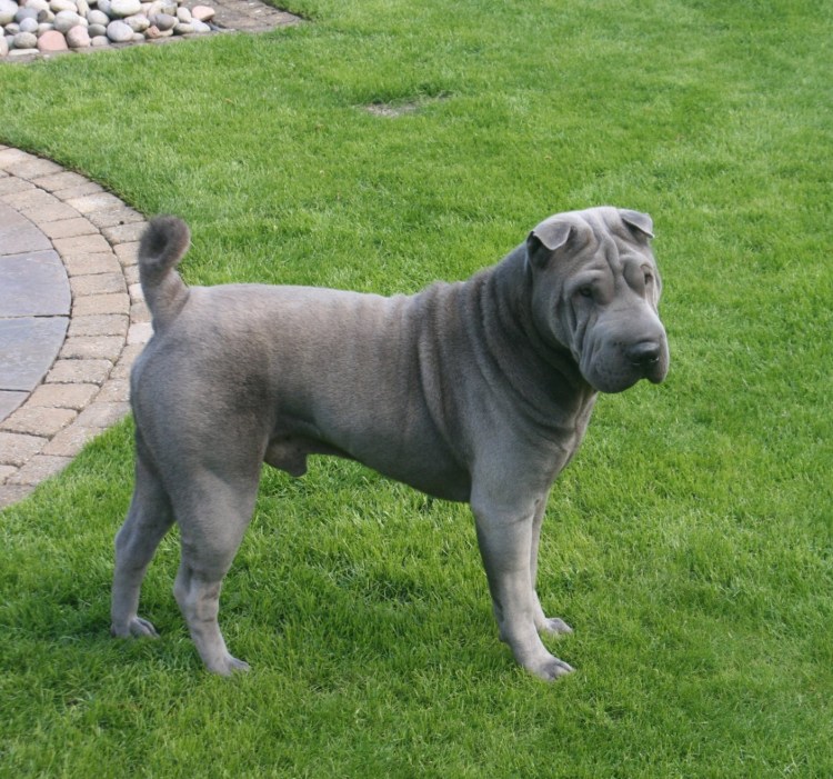 Американский шарпей